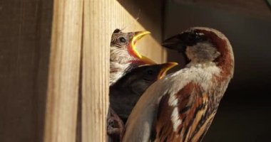 Serçeler. Ebeveynler genç kuşlara yemek veriyor.