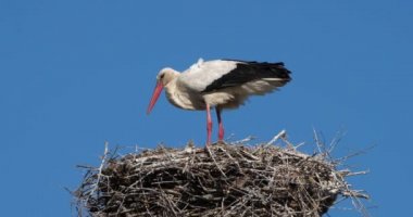 Leylekler, Camargue, Fransa. Aileler genç kuşlara yemek veriyor.