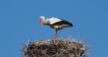 Leylekler, Camargue, Fransa. Aileler genç kuşlara yemek veriyor.