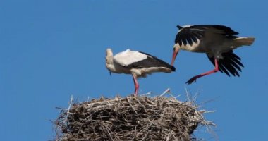 Leylekler, Camargue, Fransa. Aileler genç kuşlara yemek veriyor.