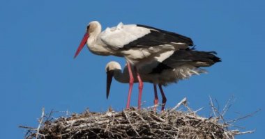 Leylekler, Camargue, Fransa. Aileler genç kuşlara yemek veriyor.