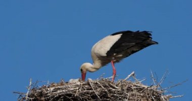 Leylekler, Camargue, Fransa. Aileler genç kuşlara yemek veriyor.