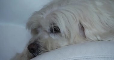 Coton de Tulear 'ın Portresi