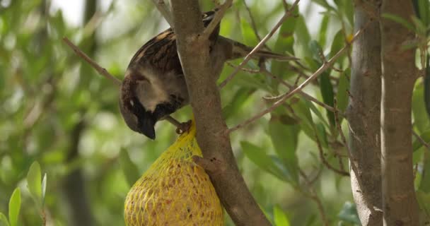 Gorrión Casa Comiendo Comedero Aves — Vídeos de Stock