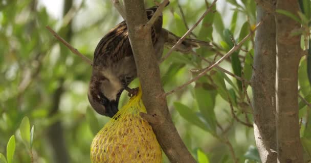 House Sparrow Eating Birdfeeder — Stock Video