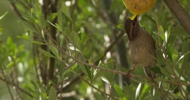 Casa Passero Mangiare Alimentatore Uccelli — Video Stock