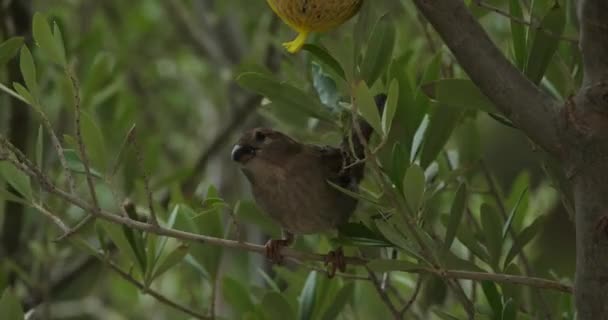 Haussperling Frisst Vogelfutterhäuschen — Stockvideo