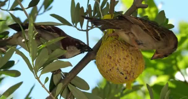 Σπουργίτι Σπίτι Τρώει Μια Ταΐστρα Πουλιών — Αρχείο Βίντεο