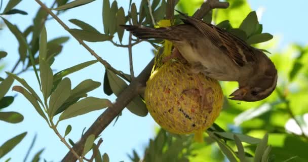 House Sparrow Eating Birdfeeder — Stock Video