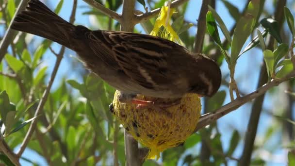 Moineau Domestique Mangeant Sur Une Mangeoire Oiseaux — Video