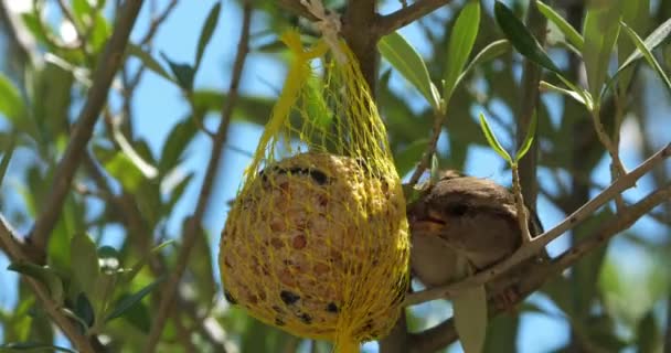 Huismus Etend Een Vogelvoeder — Stockvideo