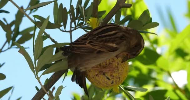 Casa Passero Mangiare Alimentatore Uccelli — Video Stock