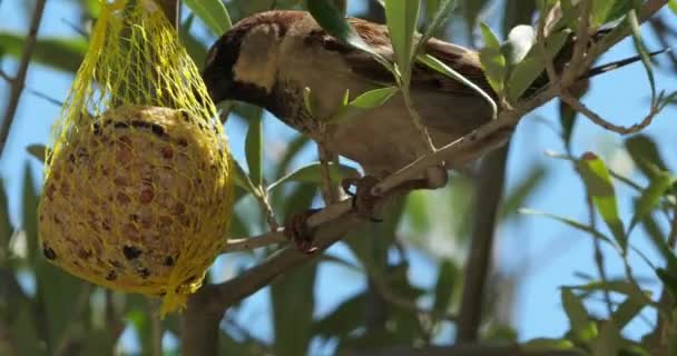 Haussperling Frisst Vogelfutterhäuschen — Stockvideo