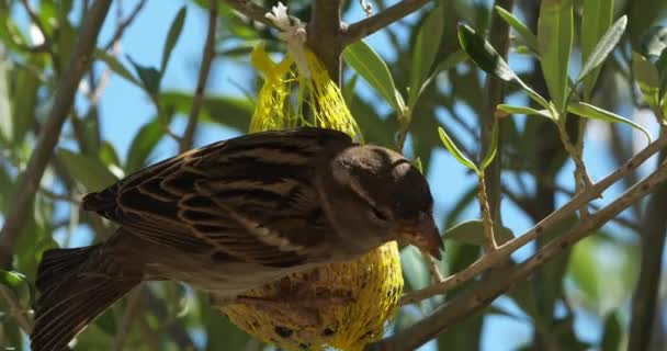 House Sparrow Eating Birdfeeder — Stock Video