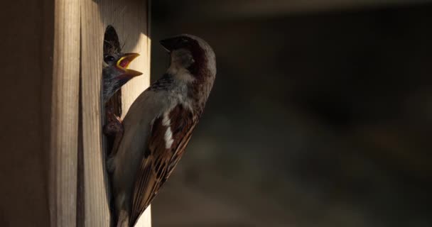 Wróble Domowe Rodzice Karmiący Młode Ptaki — Wideo stockowe