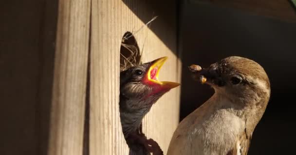 Σπουργίτια Σπιτιού Γονείς Δίνουν Φαγητό Νεαρά Πουλιά — Αρχείο Βίντεο