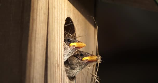 Gorriones Casa Padres Dando Comida Aves Jóvenes — Vídeos de Stock