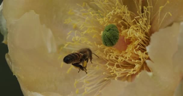 Ett Som Föder Opuntia Ficus Indica Blomma — Stockvideo