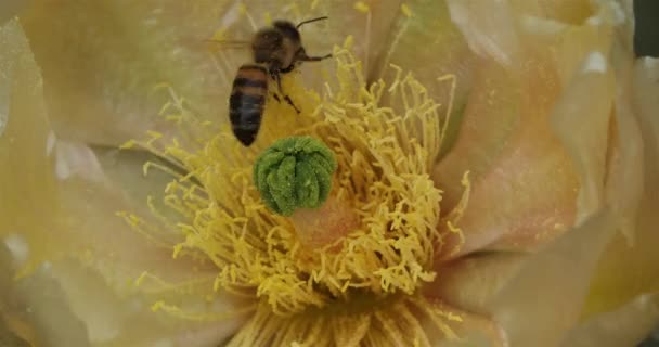 Bee Foraging Opuntia Ficus Indica Flower — Stock Video