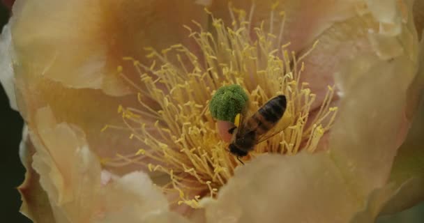 Una Abeja Alimentando Una Flor Opuntia Ficus Indica — Vídeo de stock
