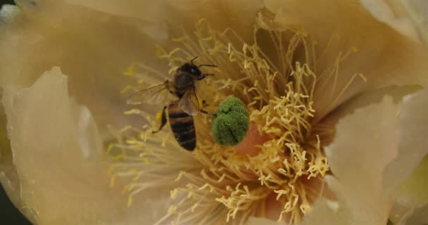 Eine Biene Auf Nahrungssuche Nach Einer Opuntia Ficus Indica Blume — Stockvideo