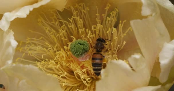 一只蜜蜂正在猎食一朵仙人掌花 — 图库视频影像