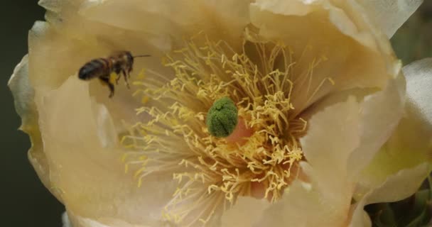 Una Abeja Alimentando Una Flor Opuntia Ficus Indica — Vídeos de Stock