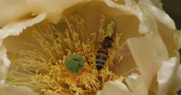 Bee Foraging Opuntia Ficus Indica Flower — Stock Video