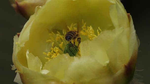 Ett Som Föder Opuntia Ficus Indica Blomma — Stockvideo