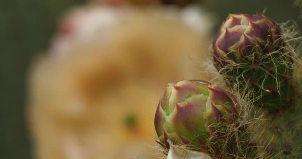 Detalhe Uma Flor Opuntia Ficus Indica — Vídeo de Stock