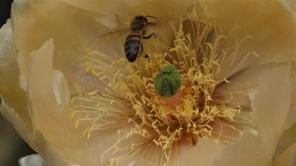 Uma Abelha Forrageando Uma Flor Opuntia Ficus Indica — Vídeo de Stock