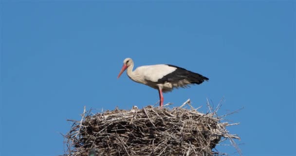 Störche Camargue Frankreich Eltern Geben Jungvögeln Futter — Stockvideo