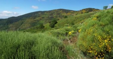 Col de la Croix de Berthel, Pont de Montvert, Mont Lozere, Lozere, Fransa. Cevennes Ulusal Parkı, Unesco tarafından sınıflandırılmış dünya mirası.