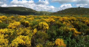 Cevennes Ulusal Parkı, col de niel, Mont Lozere, Fransa