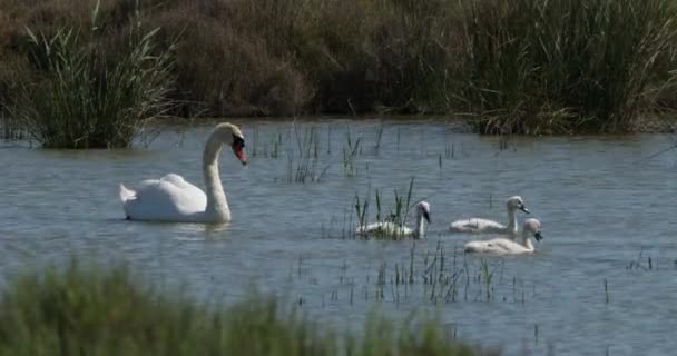 Familia Cisnes Nadando Camarga Francia — Vídeos de Stock