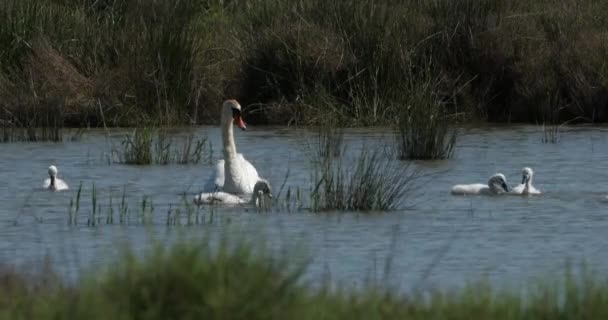 Fransa Camargue Yüzen Kuğu Ailesi — Stok video