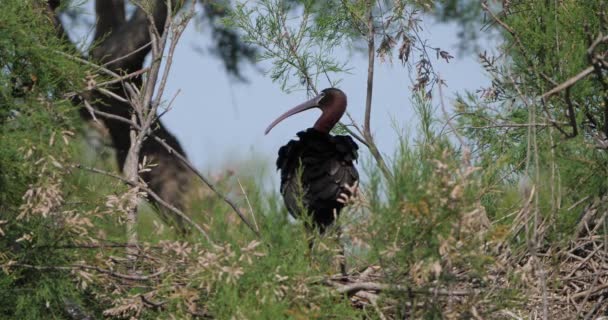 Glossy Ibis Plegadis Falcinellus Camargue Francia — Vídeo de stock