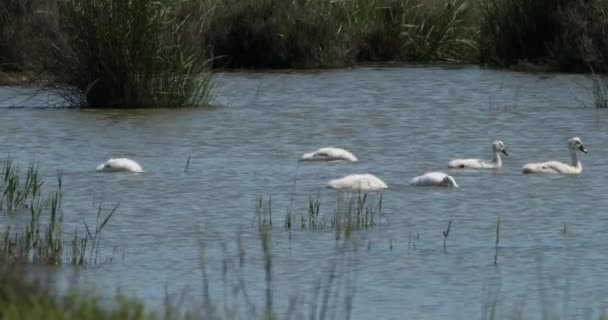 Семья Лебедей Плавающих Камарге Франция — стоковое видео