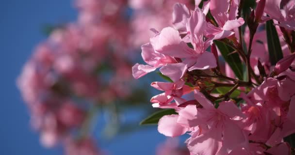 Rózsaszín Virágok Nerium Nerium Oleander — Stock videók
