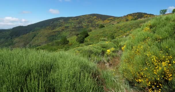 Col Croix Berthel Pont Montvert Mont Lozere Lozere Francia Parque — Vídeos de Stock