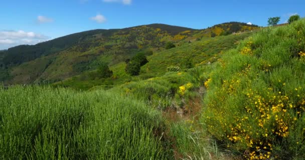 Col Croix Berthel Pont Montvert Mont Lozere Lozere França Parque — Vídeo de Stock