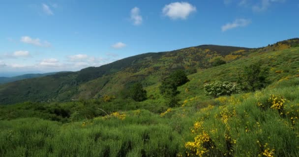 Col Croix Berthel Pont Montvert Mont Lozere Lozere Fransa Cevennes — Stok video