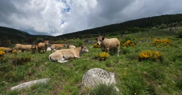 Bovinos Parque Nacional Cevennes Col Niel Mont Lozere França — Vídeo de Stock