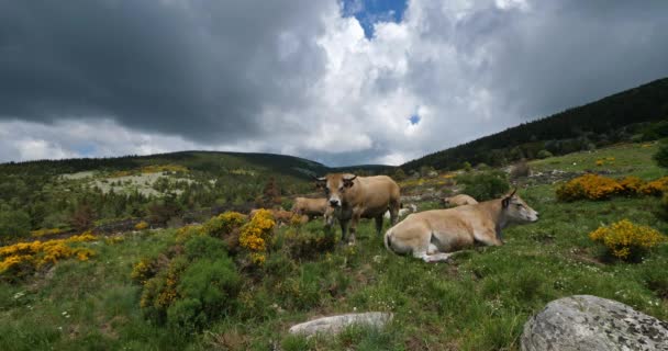 Bovinos Parque Nacional Cevennes Col Niel Mont Lozere França — Vídeo de Stock