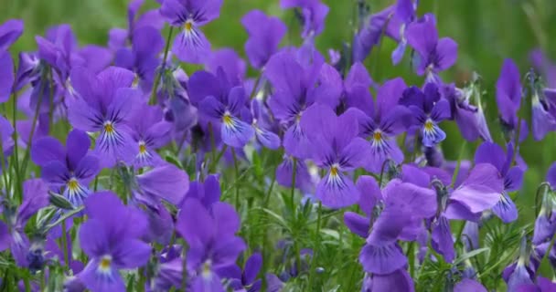 Viola Lutea Também Conhecido Como Pansy Montanha Flores Silvestres Parque — Vídeo de Stock