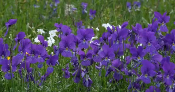 Viola Lutea Ook Wel Bekend Als Bergmietje Wilde Bloemen Het — Stockvideo