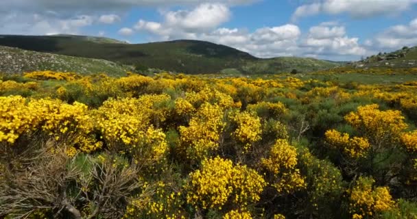 Parque Nacional Cevennes Col Niel Mont Lozere França — Vídeo de Stock