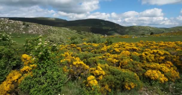 Parque Nacional Cevennes Col Niel Mont Lozere Francia — Vídeos de Stock