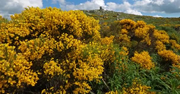 Het Nationale Park Van Cevennes Col Niel Mont Lozere Frankrijk — Stockvideo