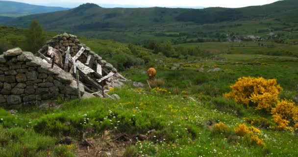 Ternak Taman Nasional Cevennes Col Niel Mont Lozere Perancis — Stok Video